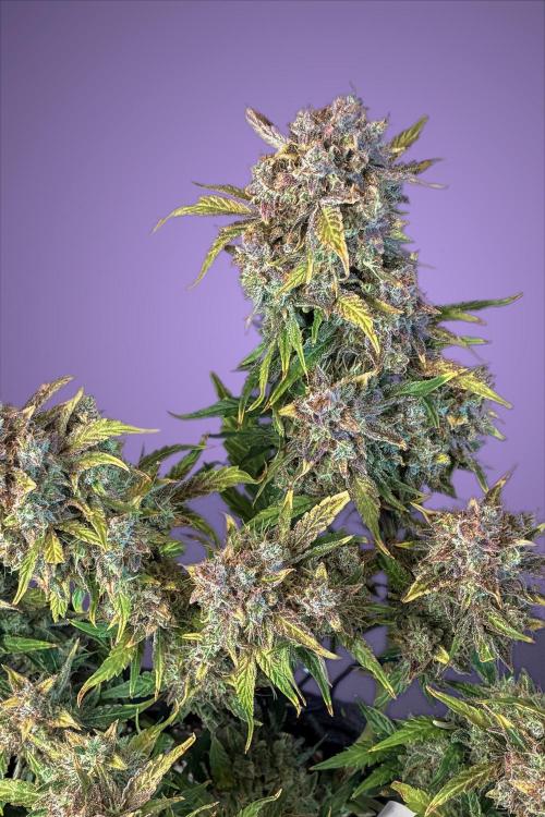 02 | CANNA-CHEESE 1:1 (54W). Week 12