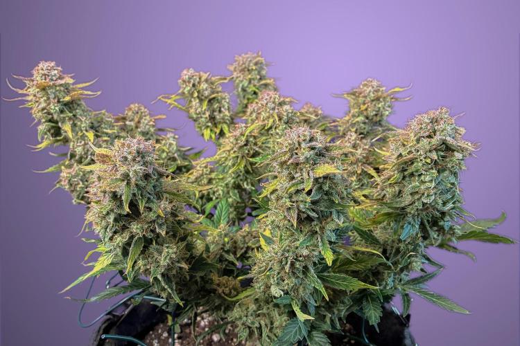 02 | CANNA-CHEESE 1:1 (54W). Week 12