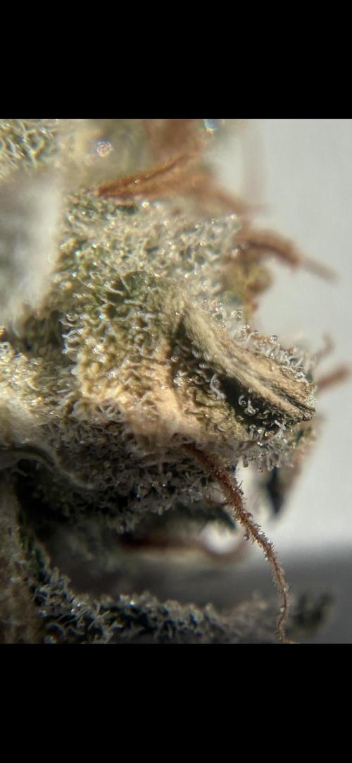 02 | CANNA-CHEESE 1:1 (54W)