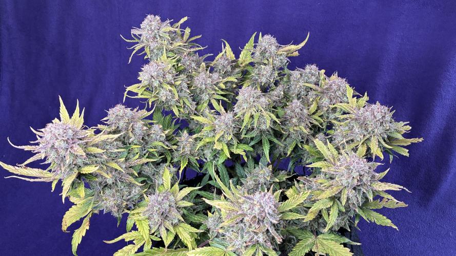 02 | CANNA-CHEESE 1:1 (54W). Week 13