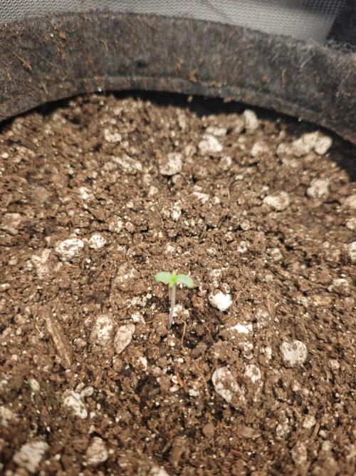03 | SOURBUBBLY x GRAPEWALKERKUSH (54W). Week 1