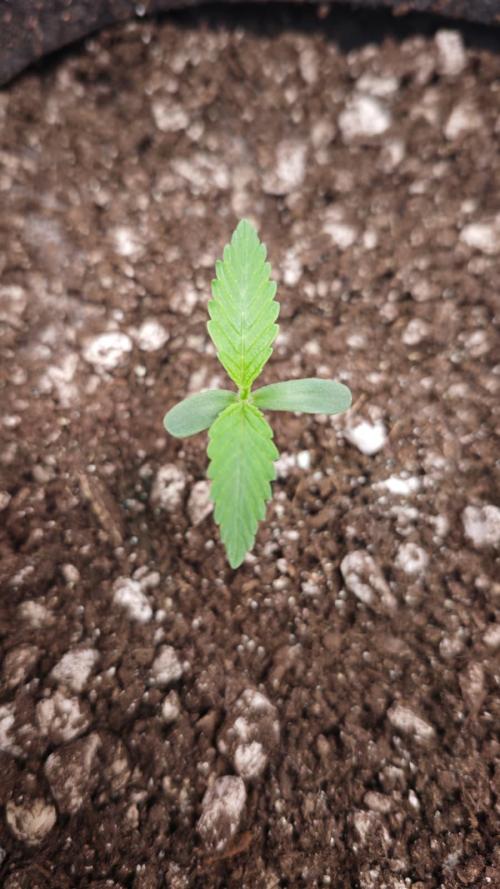 03 | SOURBUBBLY x GRAPEWALKERKUSH (54W). Week 1 - day 7 cca