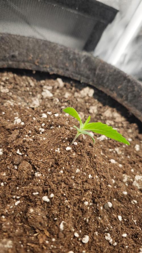 03 | SOURBUBBLY x GRAPEWALKERKUSH (54W). Week 1