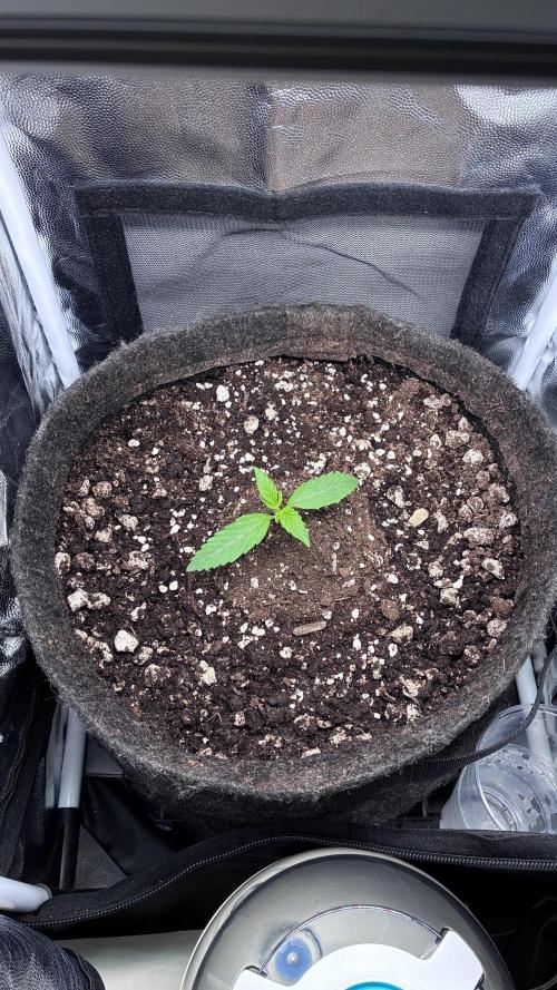 03 | SOURBUBBLY x GRAPEWALKERKUSH (54W). Week 2 - day 10-11 cca