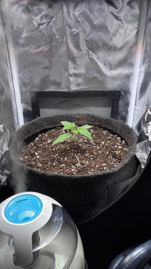 03 | SOURBUBBLY x GRAPEWALKERKUSH (54W). Week 2