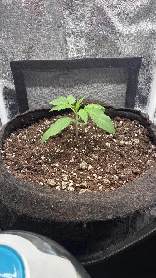 03 | SOURBUBBLY x GRAPEWALKERKUSH (54W). Week 2