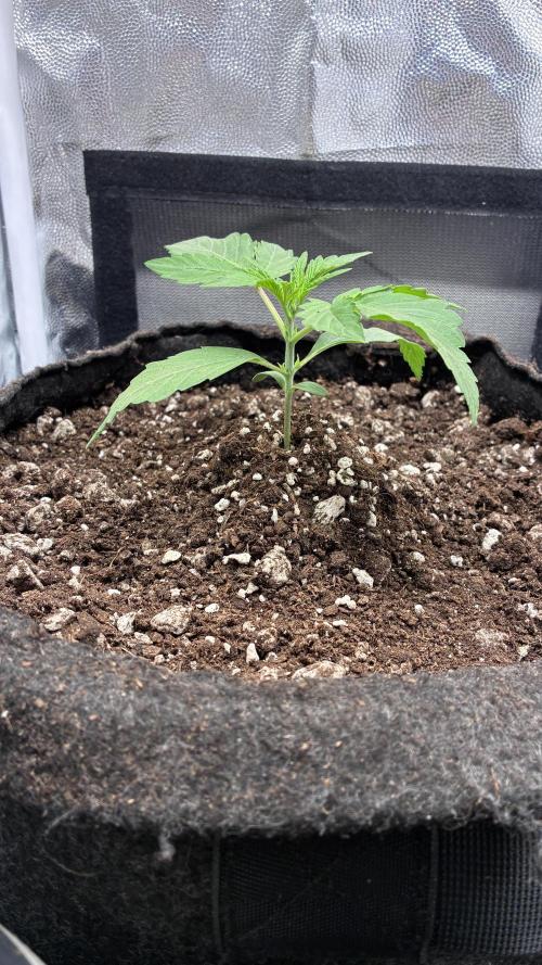 03 | SOURBUBBLY x GRAPEWALKERKUSH (54W). Week 2 - day 14