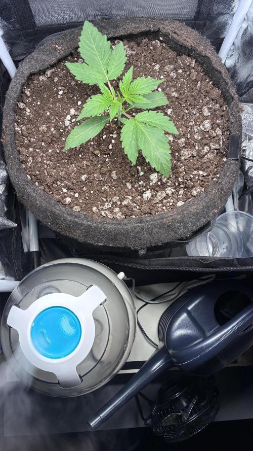 03 | SOURBUBBLY x GRAPEWALKERKUSH (54W). Week 2 - day 14