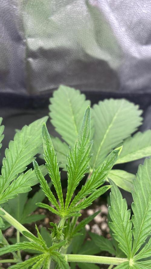 03 | SOURBUBBLY x GRAPEWALKERKUSH (54W). Week 3