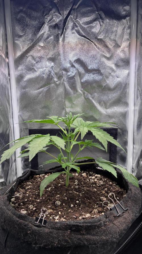 03 | SOURBUBBLY x GRAPEWALKERKUSH (54W). Week 3 - day 21