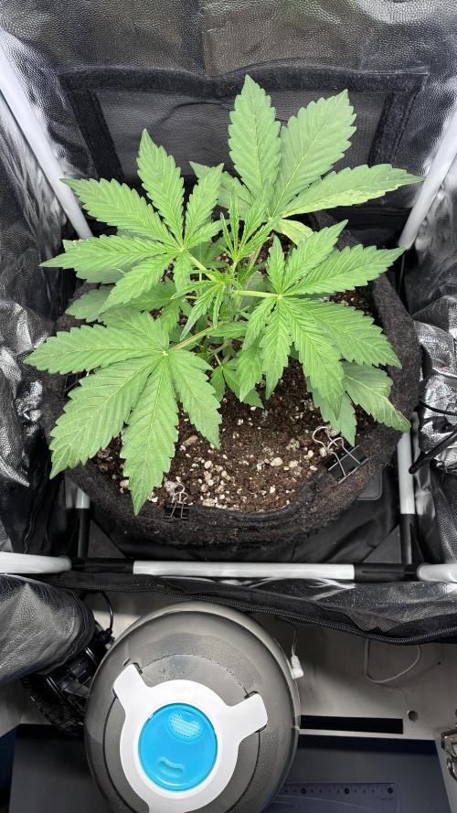 03 | SOURBUBBLY x GRAPEWALKERKUSH (54W). Week 3 - day 21