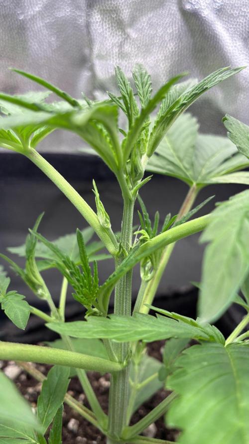 03 | SOURBUBBLY x GRAPEWALKERKUSH (54W). Week 3