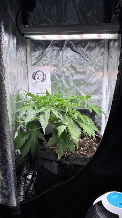 03 | SOURBUBBLY x GRAPEWALKERKUSH (54W). Week 4 - day 28