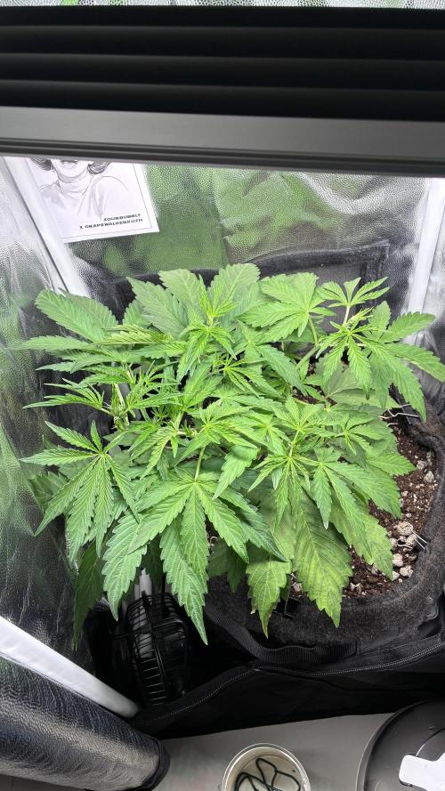 03 | SOURBUBBLY x GRAPEWALKERKUSH (54W). Week 4