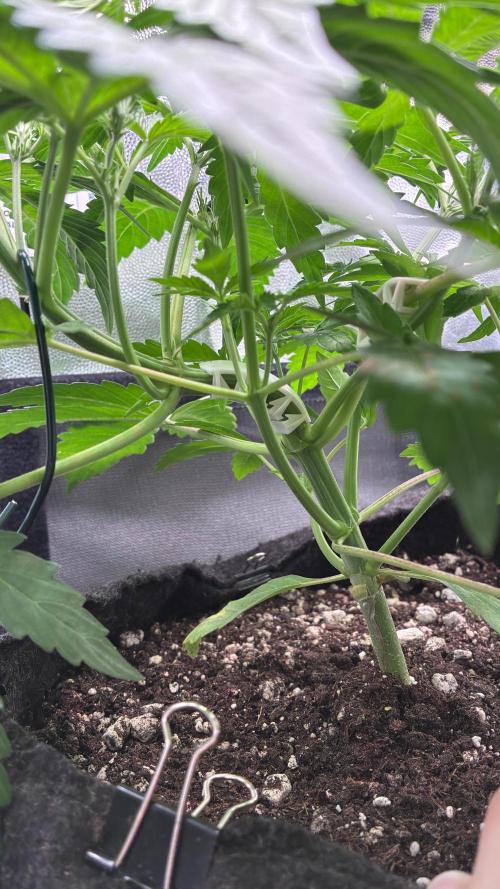 03 | SOURBUBBLY x GRAPEWALKERKUSH (54W). Week 4