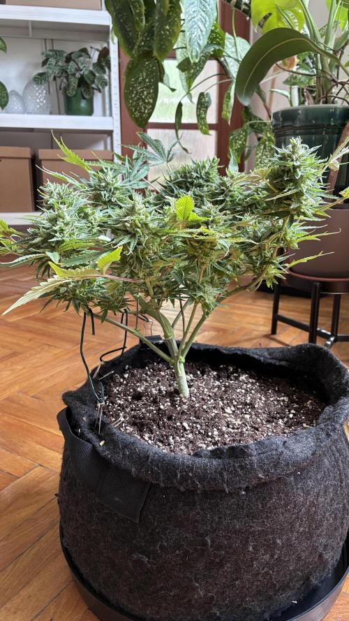 03 | SOURBUBBLY x GRAPEWALKERKUSH (54W). Week 9