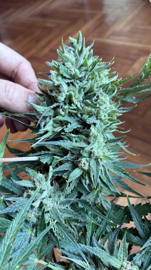 03 | SOURBUBBLY x GRAPEWALKERKUSH (54W). Week 9