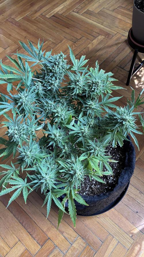 03 | SOURBUBBLY x GRAPEWALKERKUSH (54W). Week 9