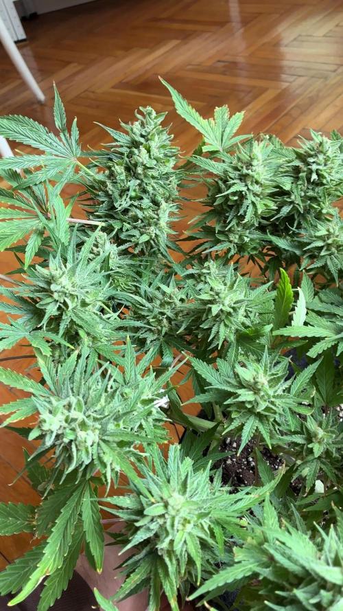 03 | SOURBUBBLY x GRAPEWALKERKUSH (54W)
