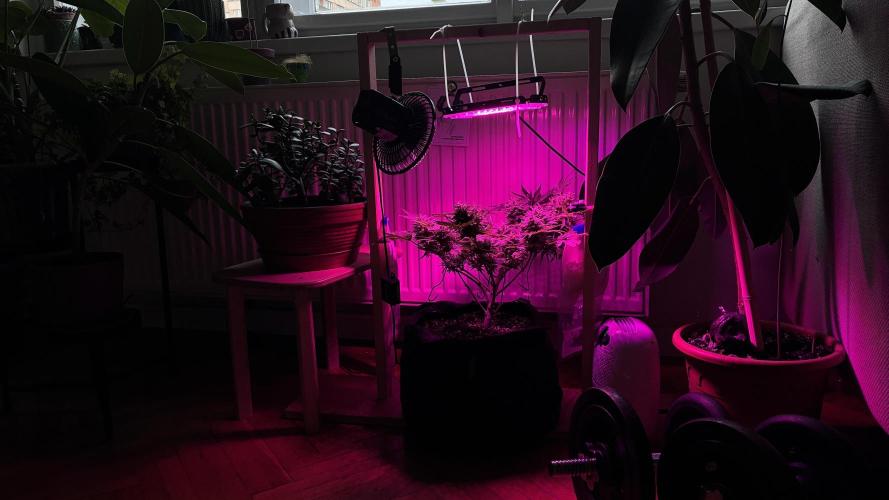 03 | SOURBUBBLY x GRAPEWALKERKUSH (54W). Week 9