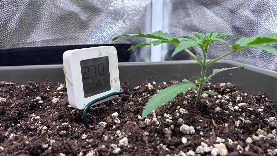 Walter White. Week 2