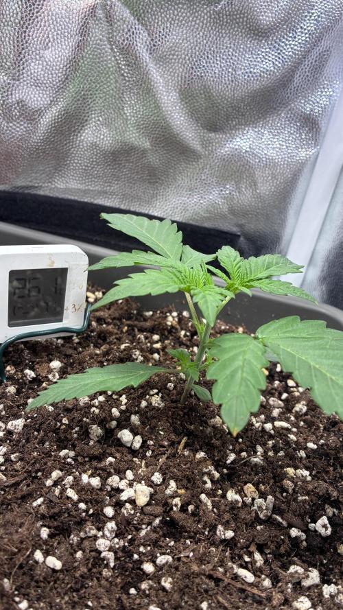 04 | Walter White (54W). Week 2 - day 13