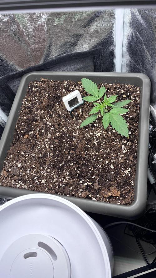 04 | Walter White (54W). Week 2