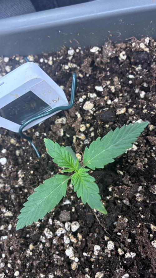 04 | Walter White (54W). Week 1