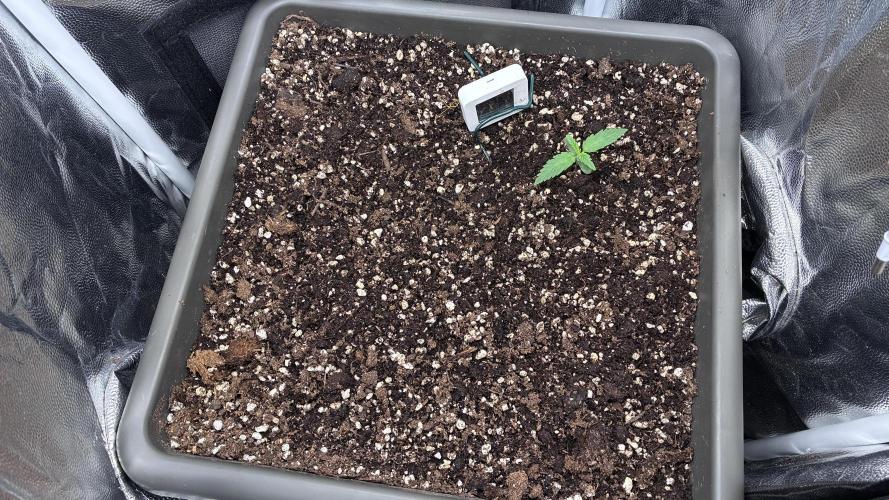04 | Walter White (54W). Week 1