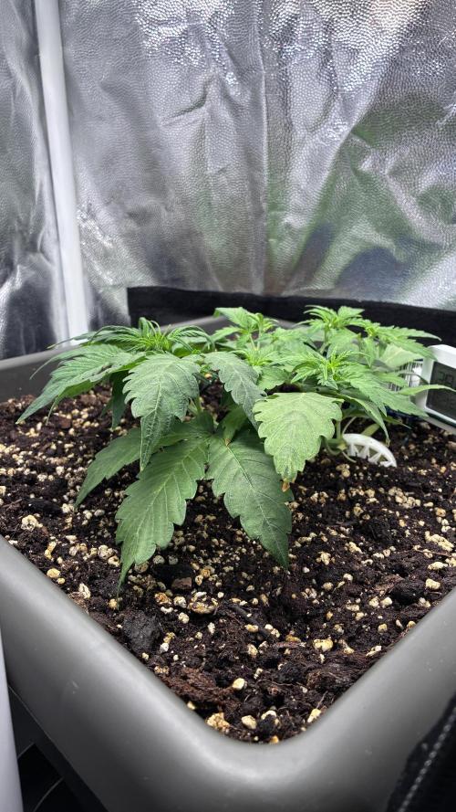 04 | Walter White (54W). Week 3 - day 21