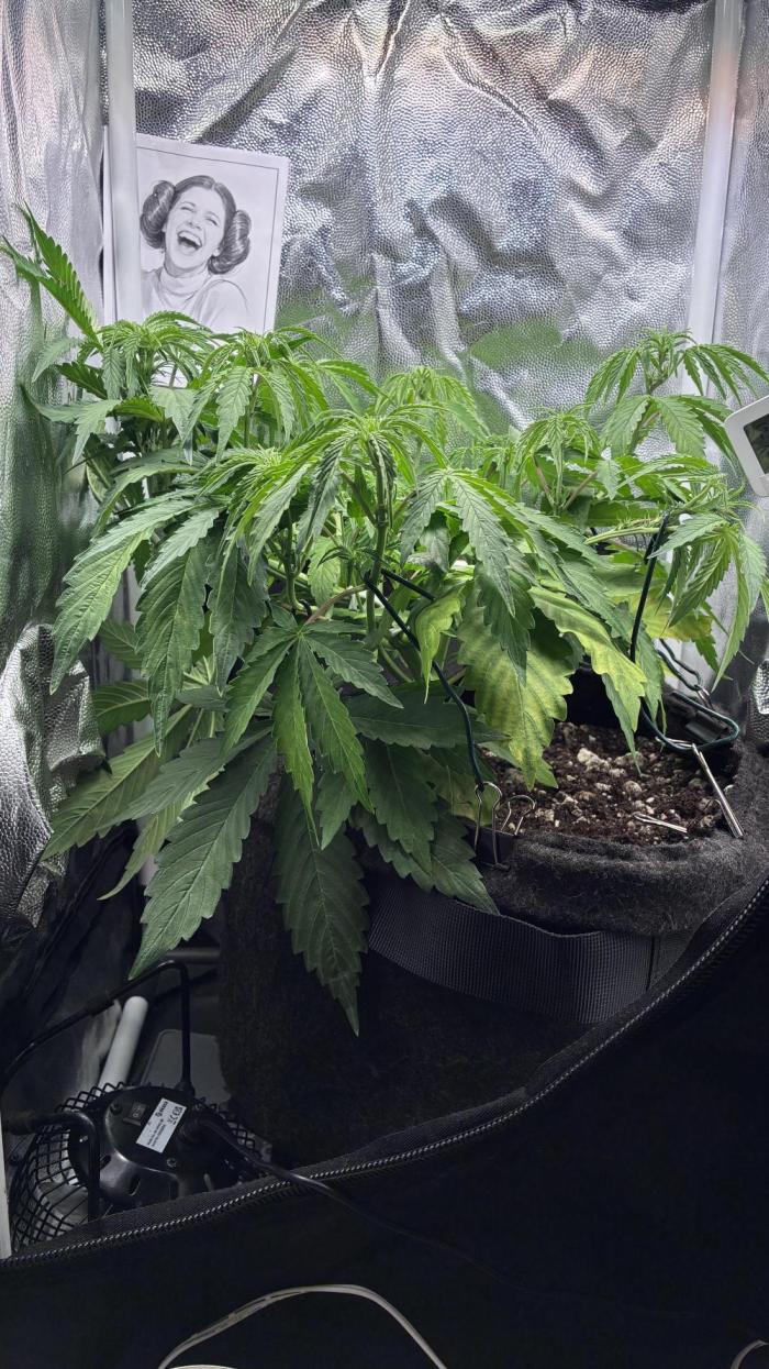 03 | SOURBUBBLY x GRAPEWALKERKUSH (54W). Week 5