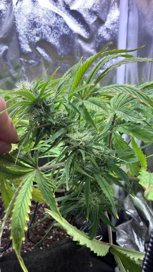 03 | SOURBUBBLY x GRAPEWALKERKUSH (54W). Week 6