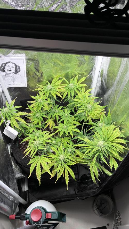 03 | SOURBUBBLY x GRAPEWALKERKUSH (54W). Week 6