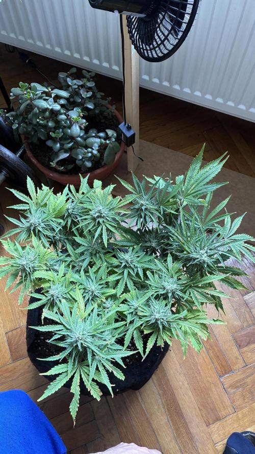 03 | SOURBUBBLY x GRAPEWALKERKUSH (54W). Week 8