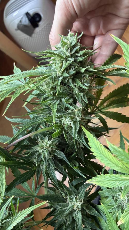 03 | SOURBUBBLY x GRAPEWALKERKUSH (54W). Week 8