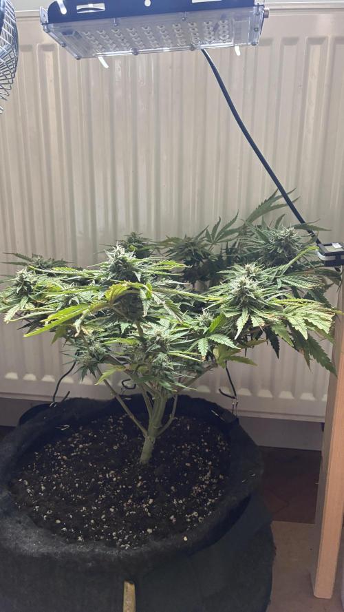 03 | SOURBUBBLY x GRAPEWALKERKUSH (54W). Week 8