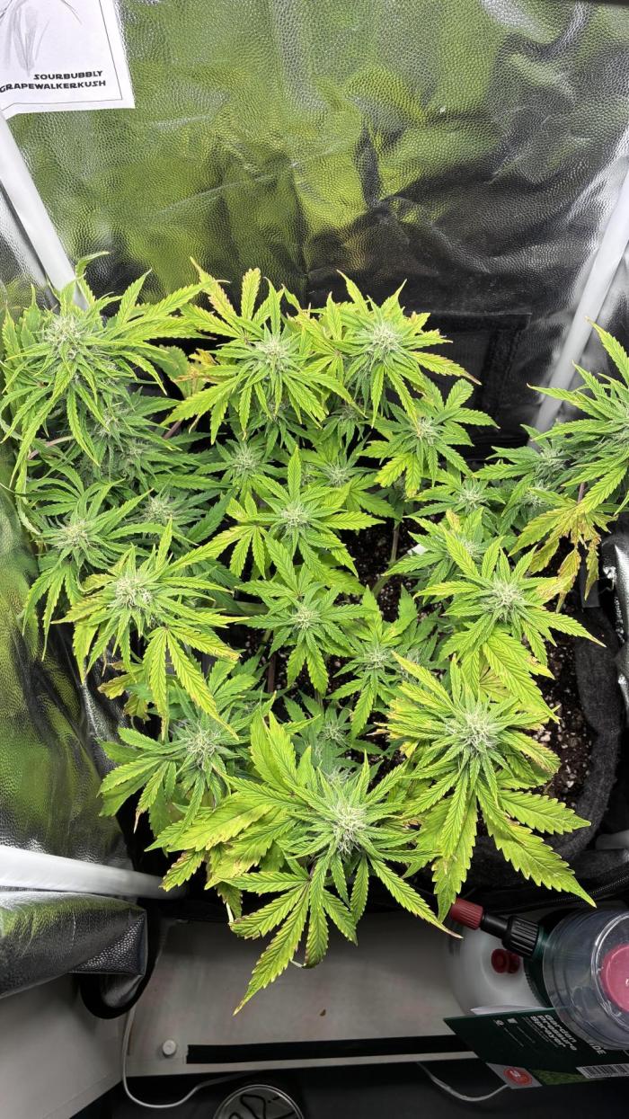 03 | SOURBUBBLY x GRAPEWALKERKUSH (54W). Week 7