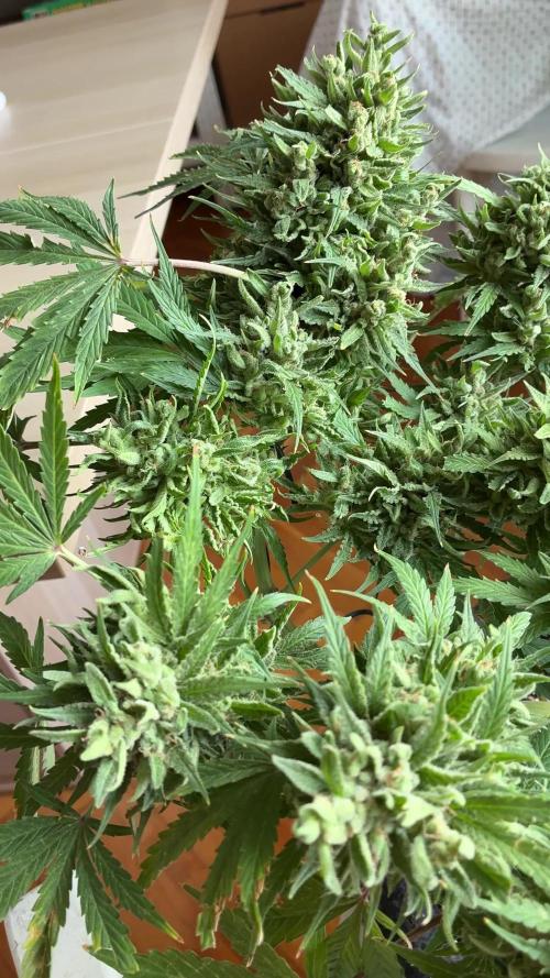 03 | SOURBUBBLY x GRAPEWALKERKUSH (54W)