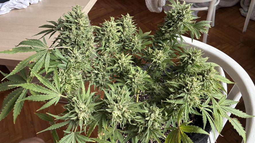 03 | SOURBUBBLY x GRAPEWALKERKUSH (54W). Week 10