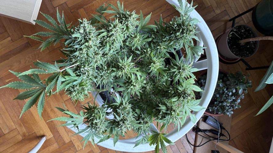 SOURBUBBLY X GRAPEWALKERKUSH. Week 10