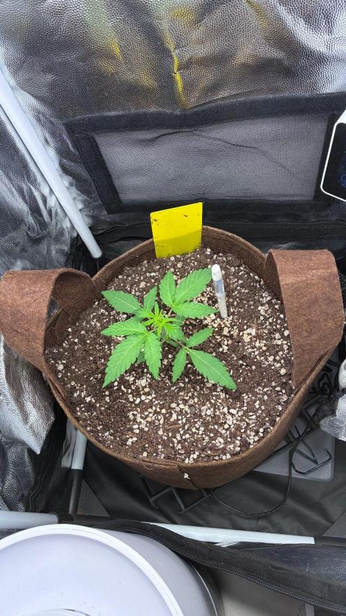 05 | WALTER WHITE. Week 2