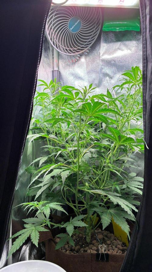 05 | WALTER WHITE. Week 5 - day 35