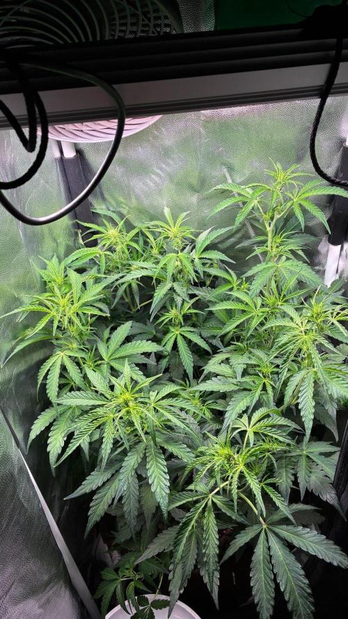 05 | WALTER WHITE. Week 5 - day 35