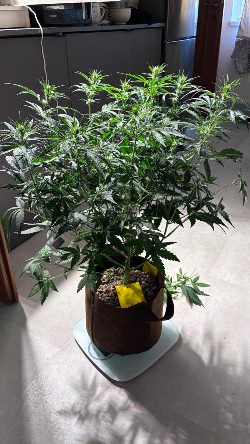 05 | WALTER WHITE. Week 6 - day 39