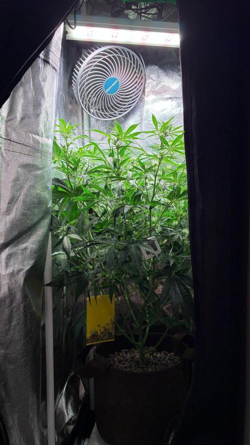 05 | WALTER WHITE. Week 6 - day 39