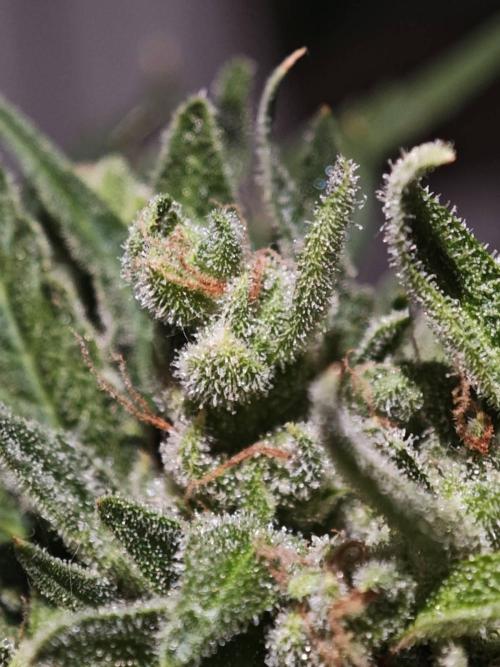 03 | SOURBUBBLY x GRAPEWALKERKUSH (54W). Week 11