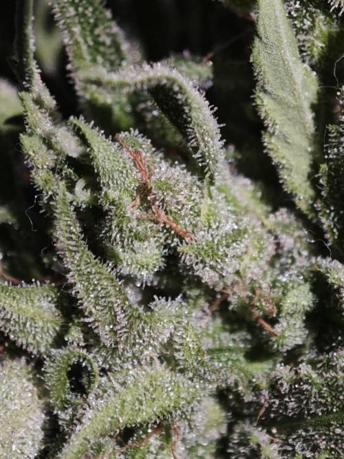 03 | SOURBUBBLY x GRAPEWALKERKUSH (54W). Week 11