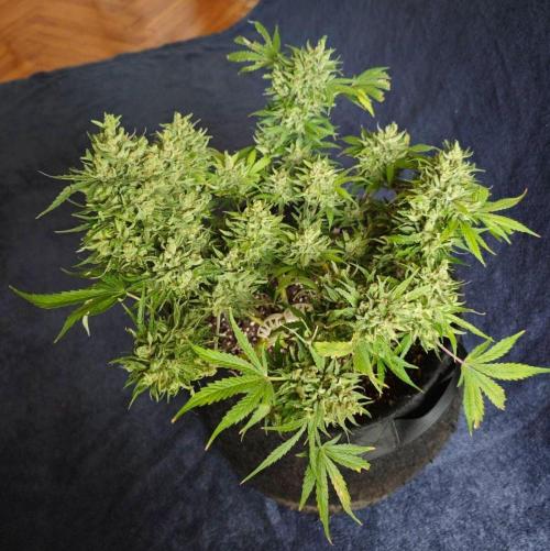 03 | SOURBUBBLY x GRAPEWALKERKUSH (54W). Week 11