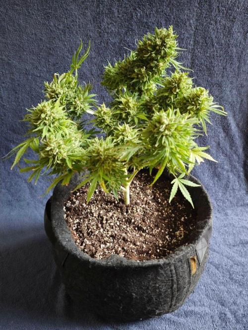 03 | SOURBUBBLY x GRAPEWALKERKUSH (54W). Week 11