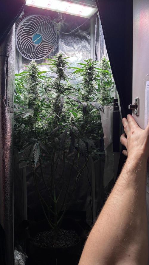 05 | WALTER WHITE. Week 8 - day 56
